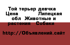 Той терьер девчка › Цена ­ 5 000 - Липецкая обл. Животные и растения » Собаки   